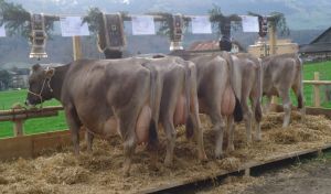 ZF Gardi Niederberger Simon Alpnach  78A